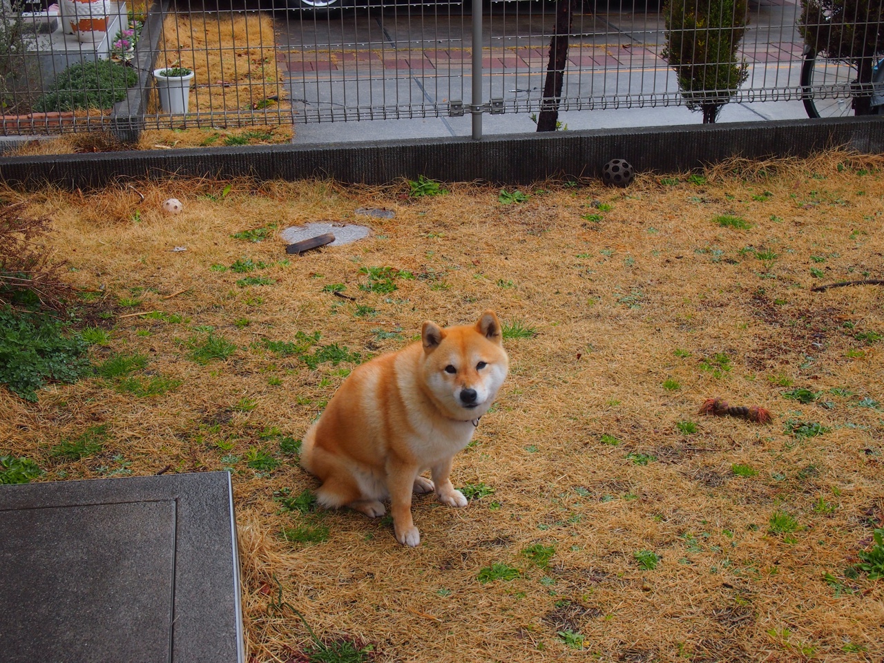 一峡之隔，两处心跳，黄鸭组合的炽热羽翼如何撕裂泰国防线