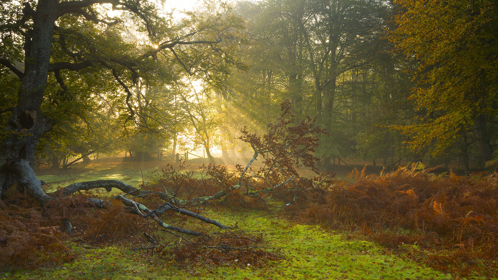 不可能的可能,日本队逆转德国的战术启示与波尔个人的惊艳爆发