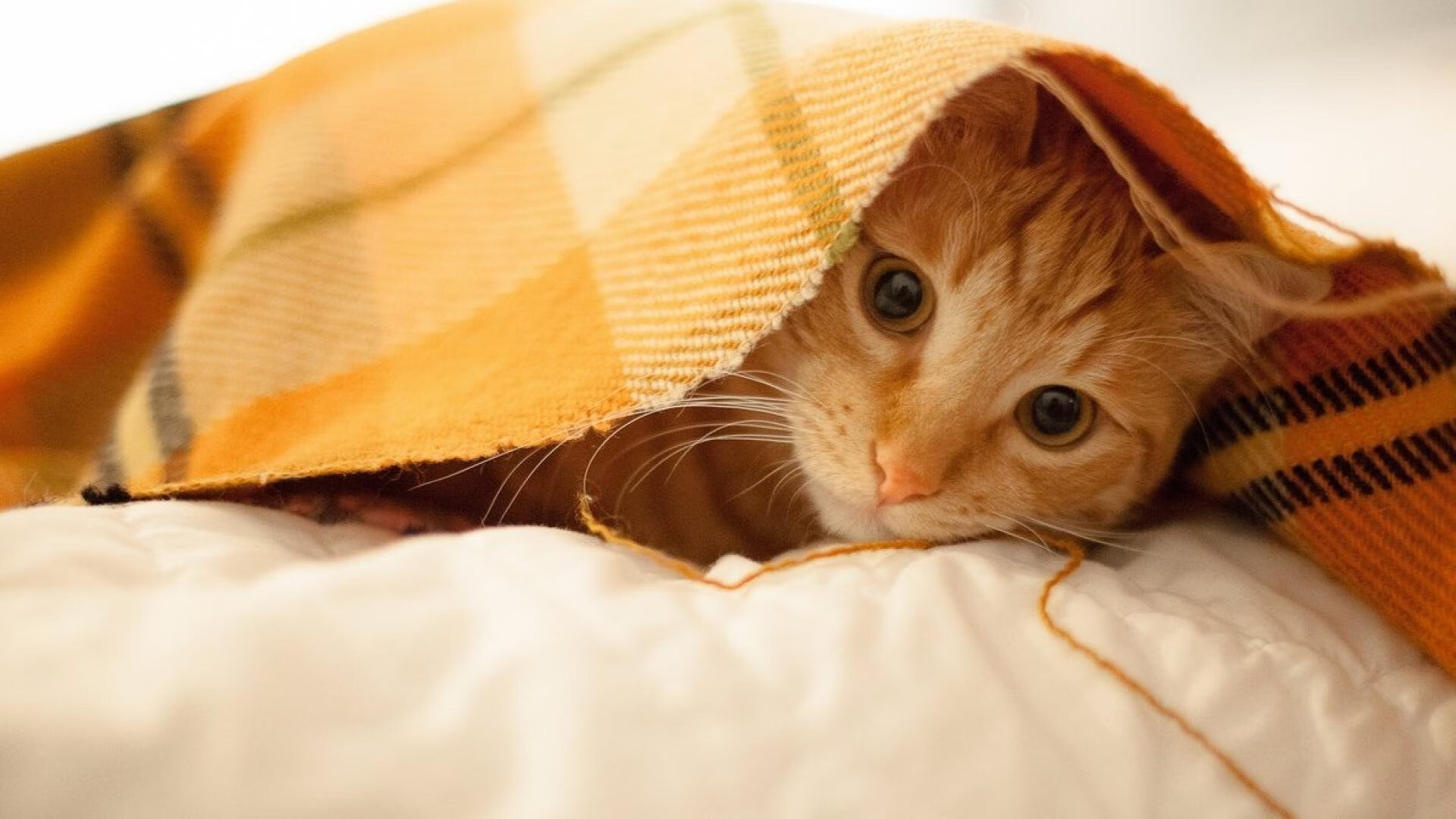 冰冷与火焰，瑞士精密机器冻结桑巴，马丁内利孤星难耀夜