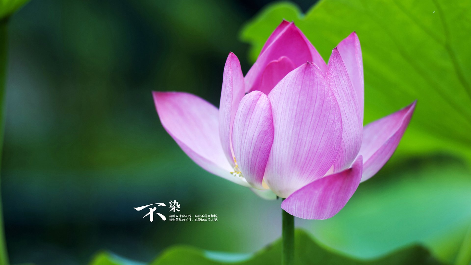 NBA广厦队末节攻陷温布利，拉文帽子戏法力助枪手登顶