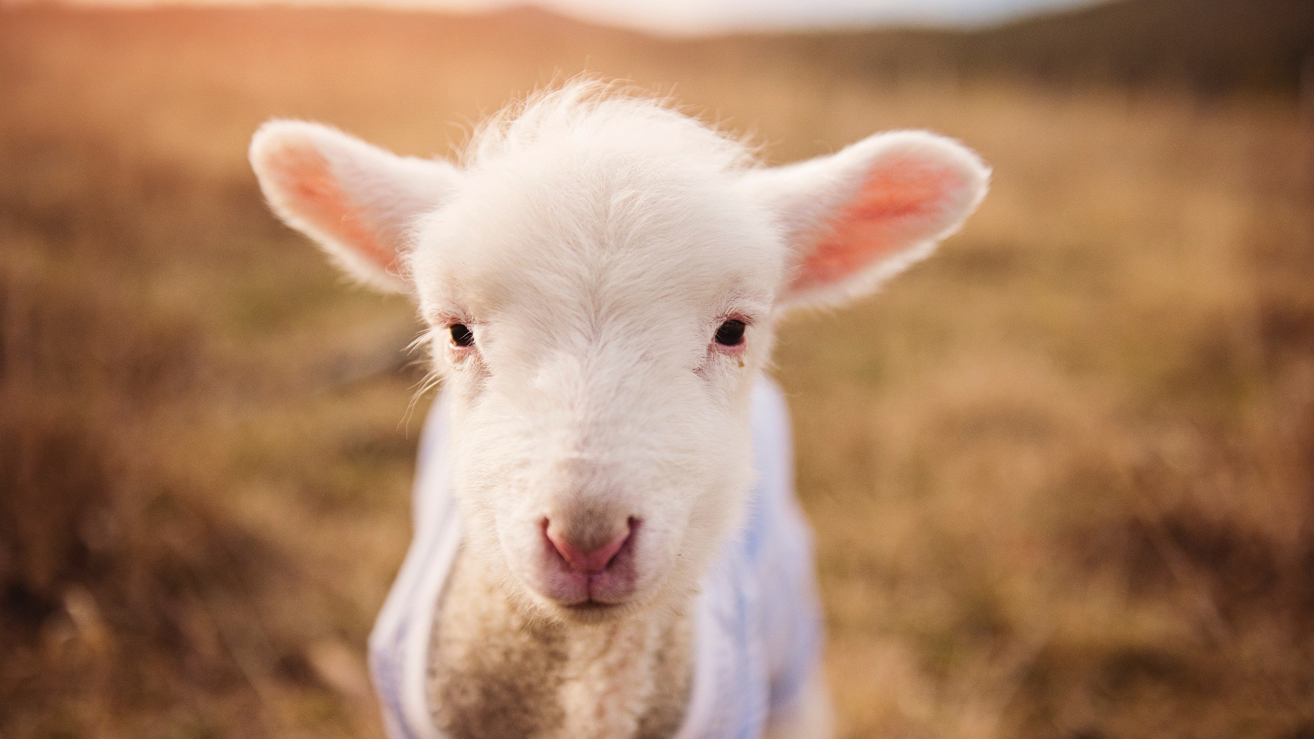 平行宇宙的硬仗，当太阳在总决赛遇见火箭