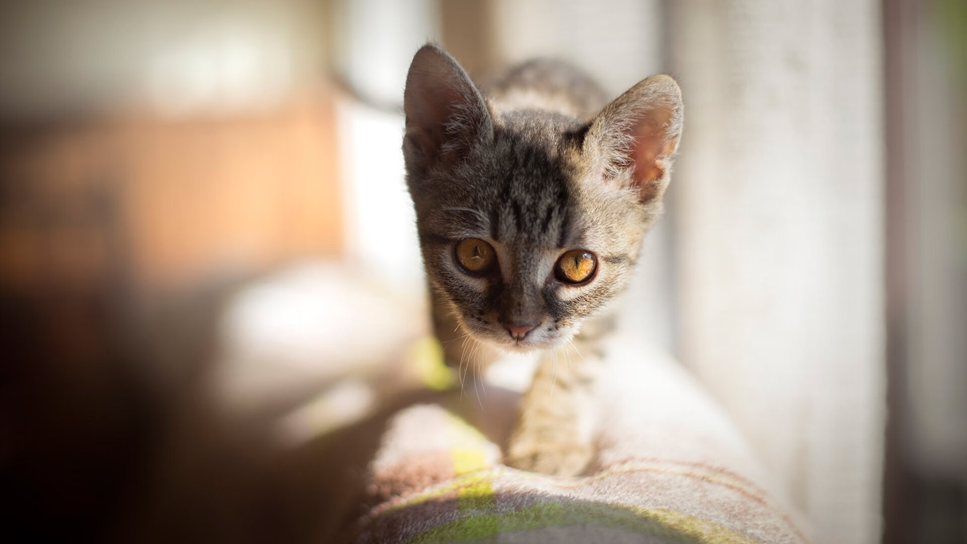 长城坍塌夜,当切特的银色风暴席卷五棵松