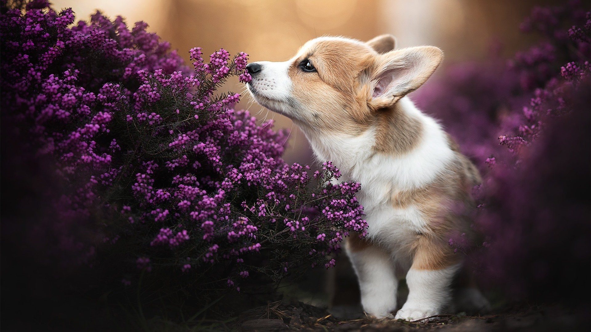 东亚风暴与南美闪电，当新生代打破足坛旧秩序