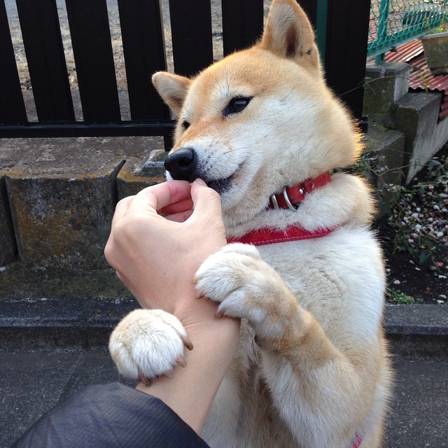 绝地逆转！字母哥28+22+8主宰末节，国王三大悍将74分空砍