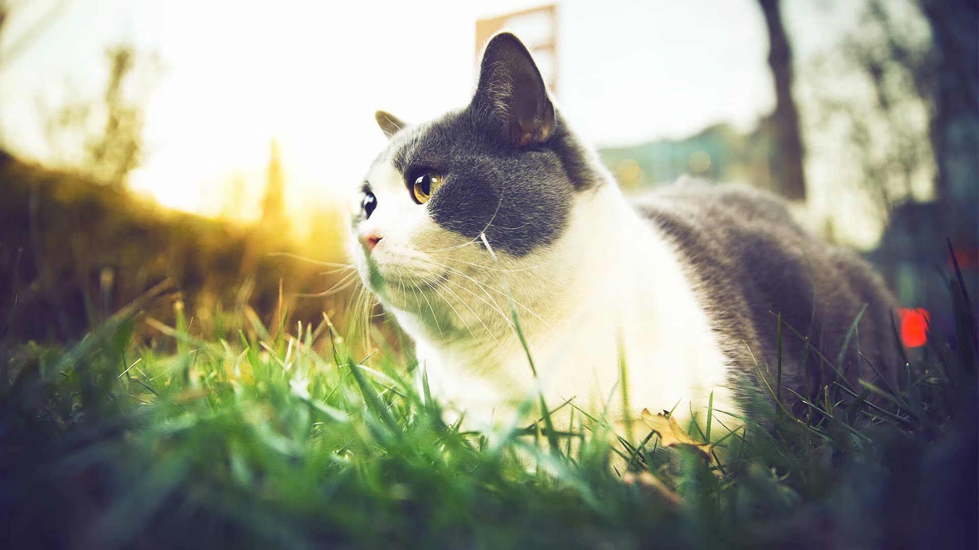 友谊赛暗藏杀机，巴雷拉一肩扛起加拿大，攻防铁幕让阿尔及利亚叹息
