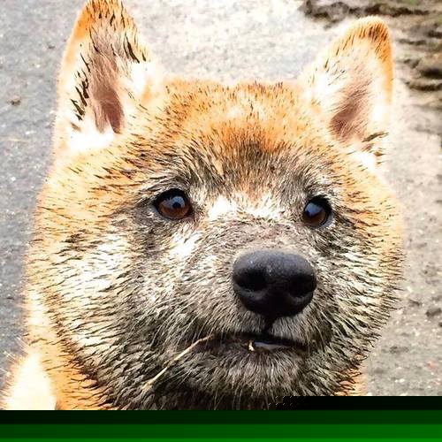 万钧重压铸铁闸，欧冠半决赛之夜的孔德救赎