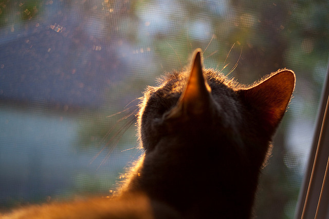 用脚踝终结比赛，当足球精灵李刚仁登上NBA总决赛之夜
