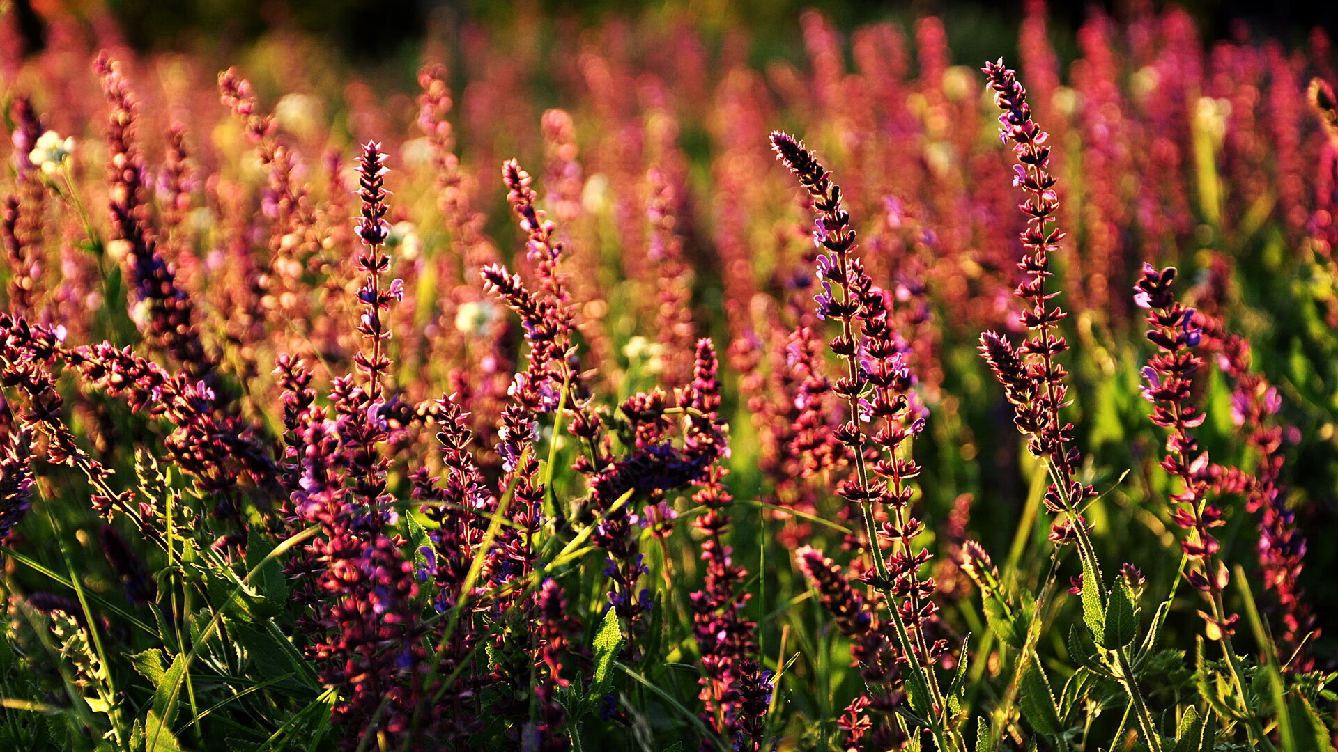 威尔士雄鹰撕裂塞维利亚神话，久保建英如何成为欧洲硬仗之王？