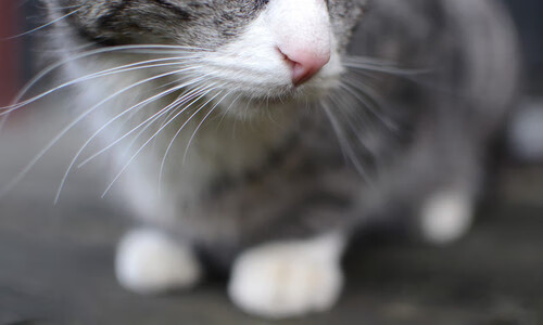 李刚仁爆发闪耀全场，皇家社会力克雷恩强势晋级