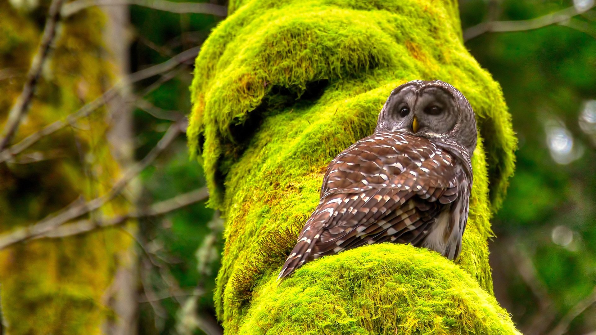 从北伦敦到南半球,阿森纳战术模板如何帮助澳大利亚崛起,凯恩的关键先生启示