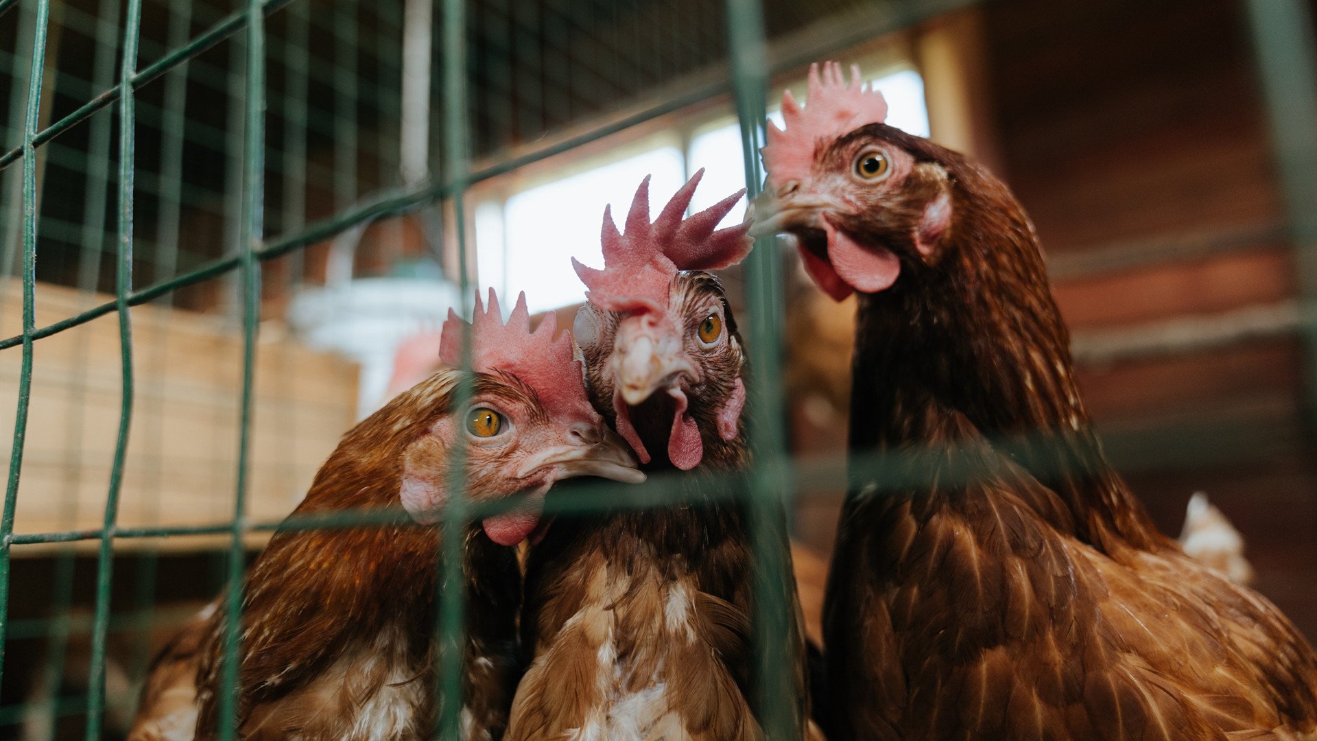 天穹之矛与沙漠之谋,卡拉斯科如何让对手完全无解,卡塔尔战术制霸挪威