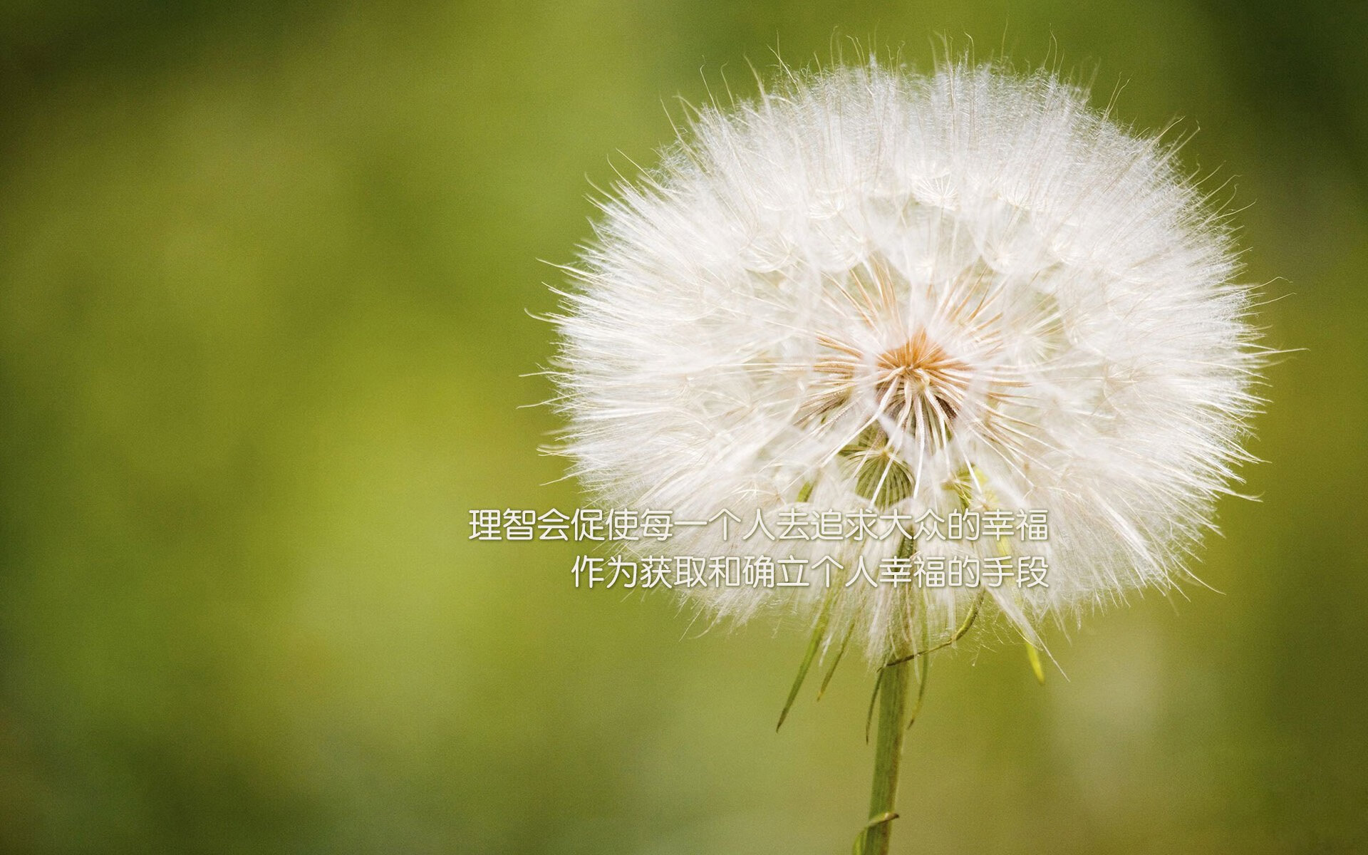 铁血蓝领的独舞,布罗佐维奇如何用隐形双腿,为斯洛伐克凿开2026世界杯的生死之门