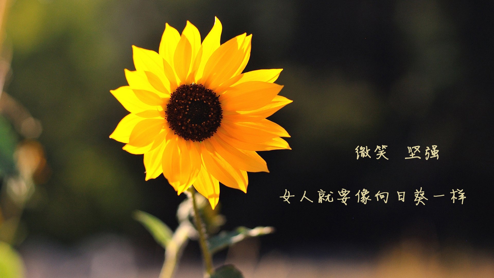 节奏风暴，当伊朗的钢铁洪流撞上贝林厄姆的致命节拍—2026世界杯B组唯一性解读